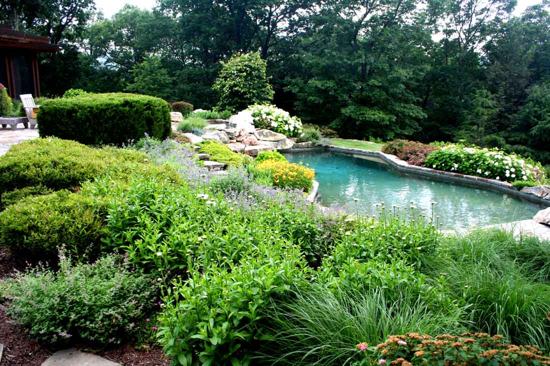 Plants Around the Pool | St George Pool Landscaping ...
